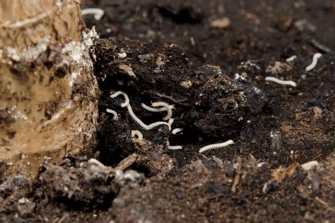 tiny brown worms in houseplant soil