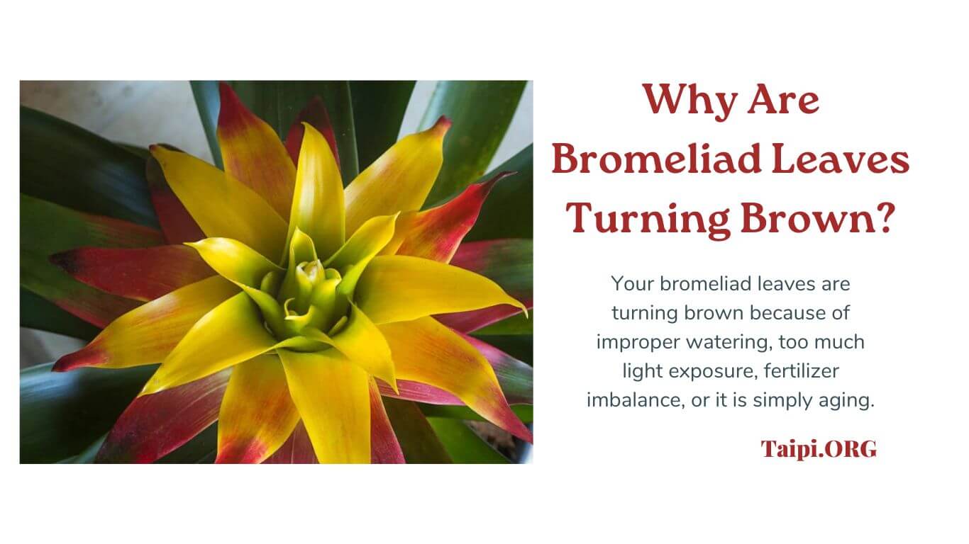 Why Are Bromeliad Leaves Turning Brown? The American Indoor Plants