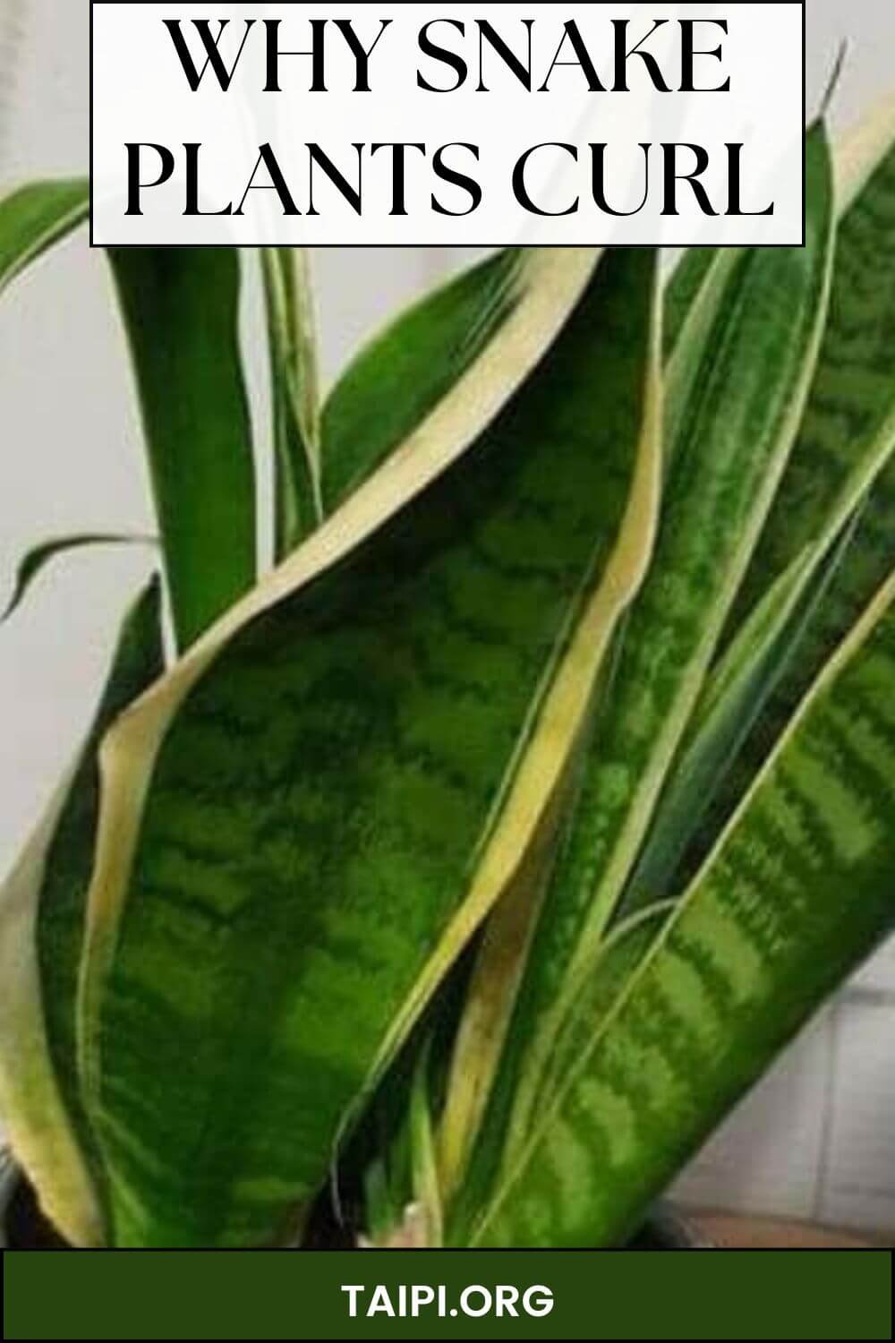 why-is-my-snake-plant-curling-the-american-indoor-plants-informer