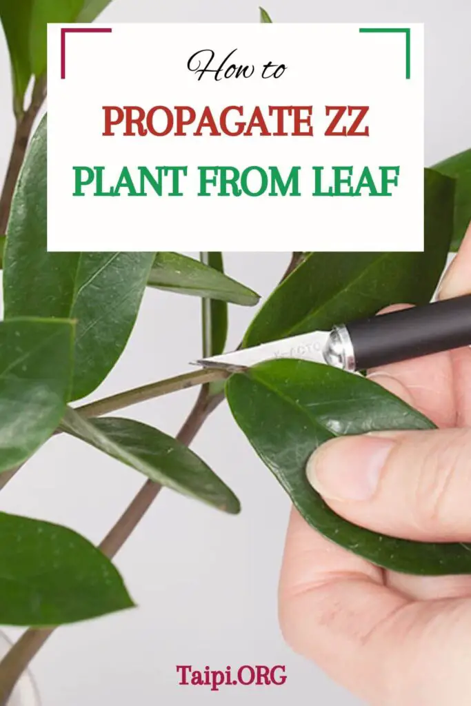 How to Propagate ZZ Plant from Leaf