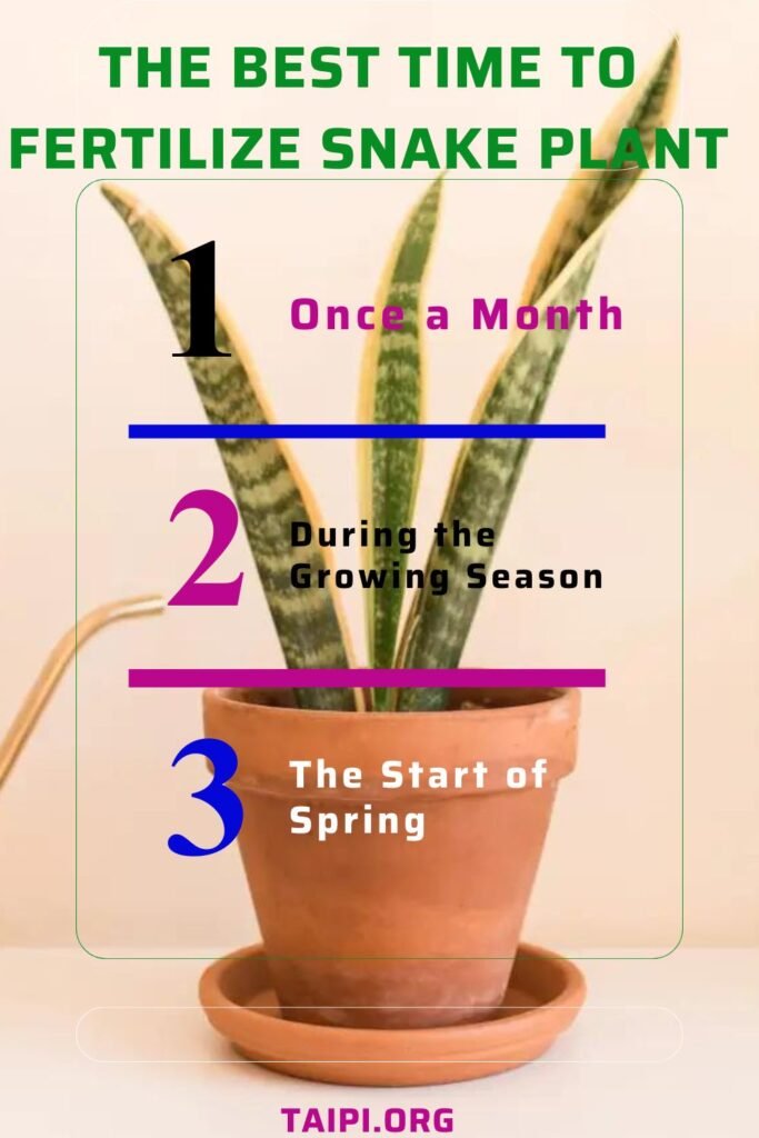 How to Make Snake Plant Grow Tall